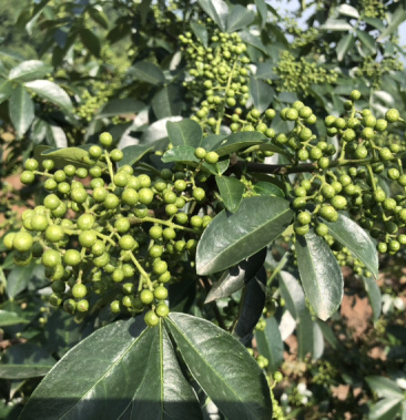 正宗重庆九叶鲜青花椒产地直销