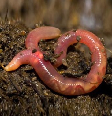 污泥大号红蚯蚓大平二号