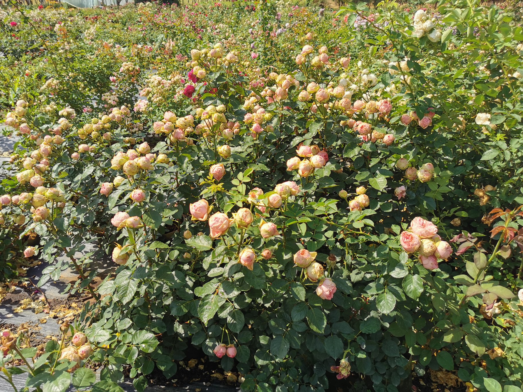大花月季花园景观应用
