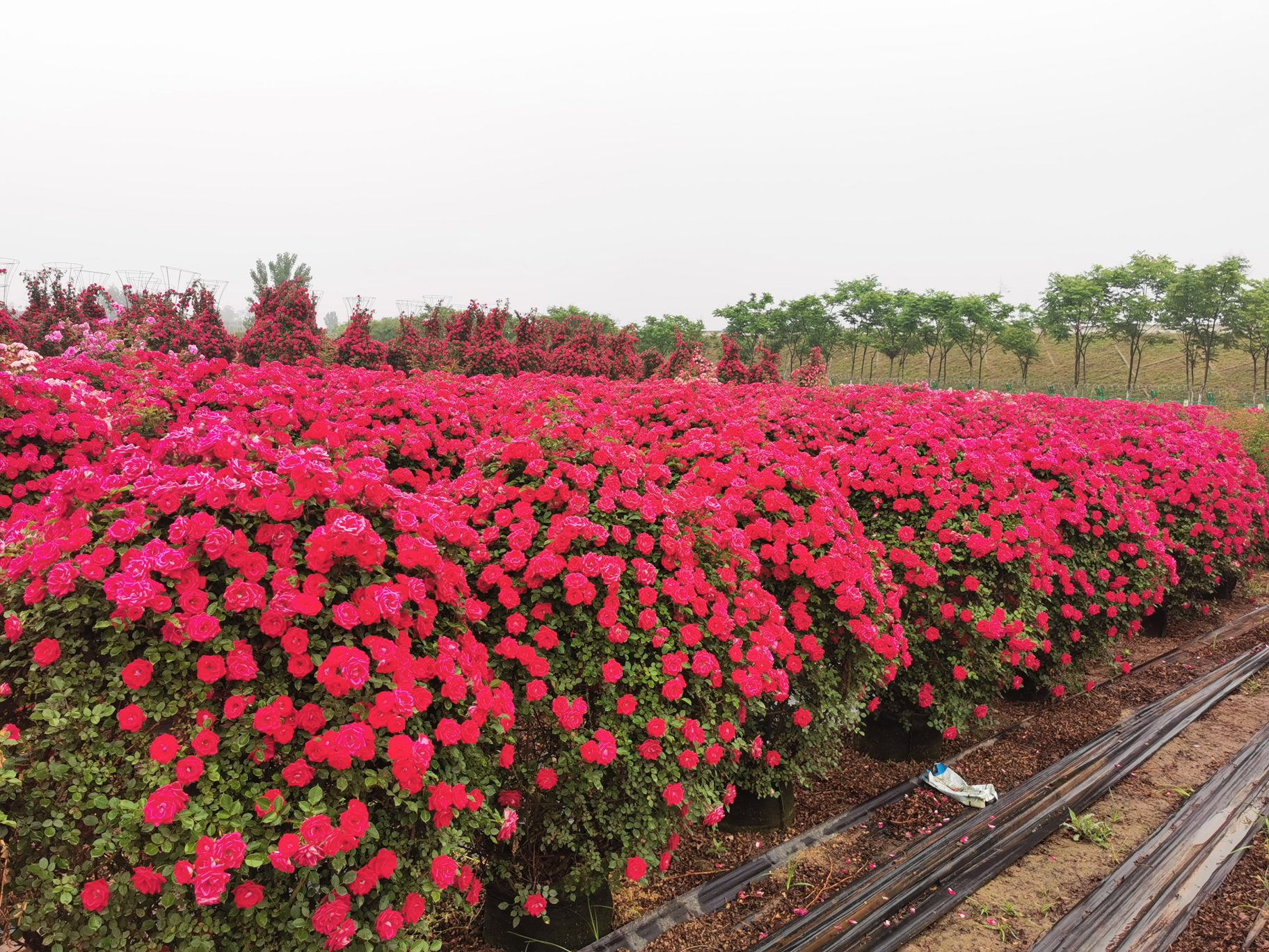 城市道路中央隔离带中整齐栽植的‘红帽子’丰花月季,形成一条红色花带,花朵密集开放,背景为城市街景与行驶车辆,展示其在市政绿化中的实际应用效果 ‘红帽子’月季在城市花坛中的应用
