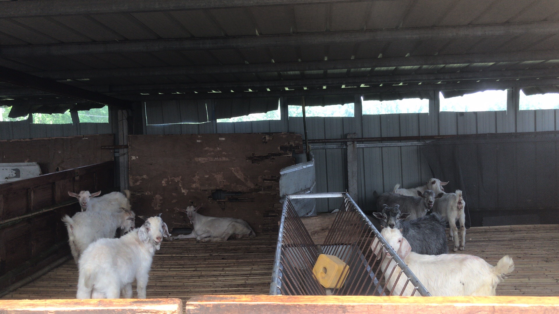 波尔山羊与养殖户互动图