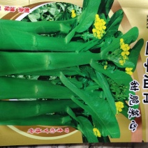 四季菜心，粗条，油绿，耐热，四季可播种，早熟品种，