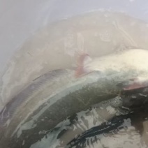 鲶鱼土鲶鱼