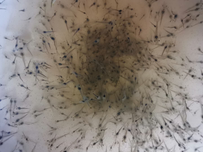 虾苗显微镜检查