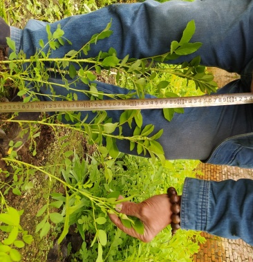 冷香玫瑰杯苗 多季刺梅苗苗好价低全国邮寄