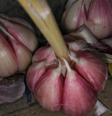 [太空蒜批发]鲜蒜干蒜精品太空蒜大量上市专业代收,入库晾晒价格1.