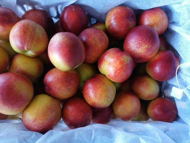 黄油桃成熟果实展示