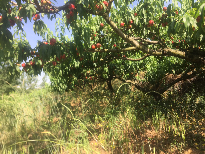 518油桃果园实景图