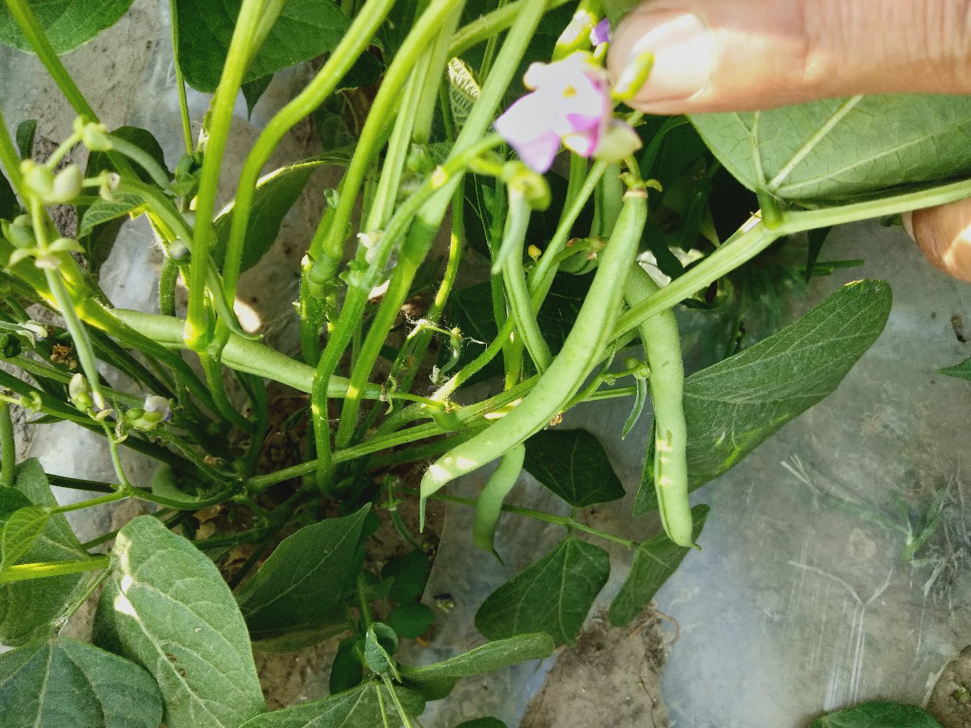 四季豆植株生长图