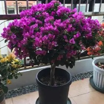 三角梅盆栽梅花盆景带花苞耐寒绿植四季开花包成活