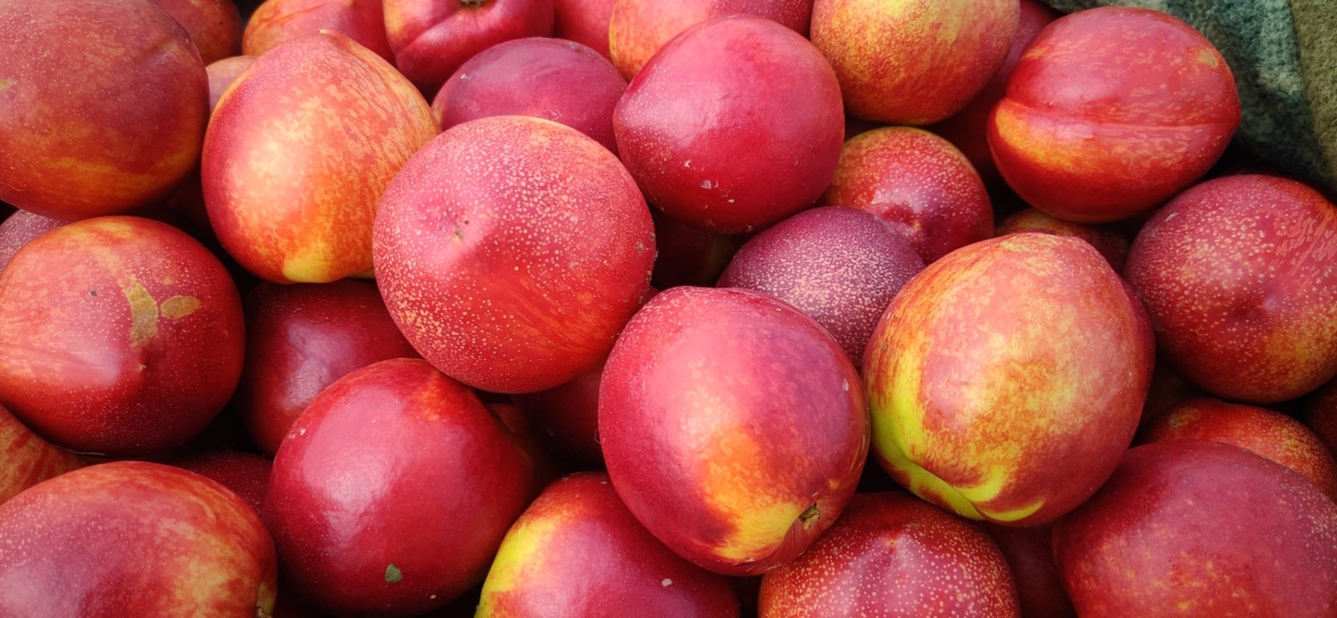 中油新7号油桃果实特写