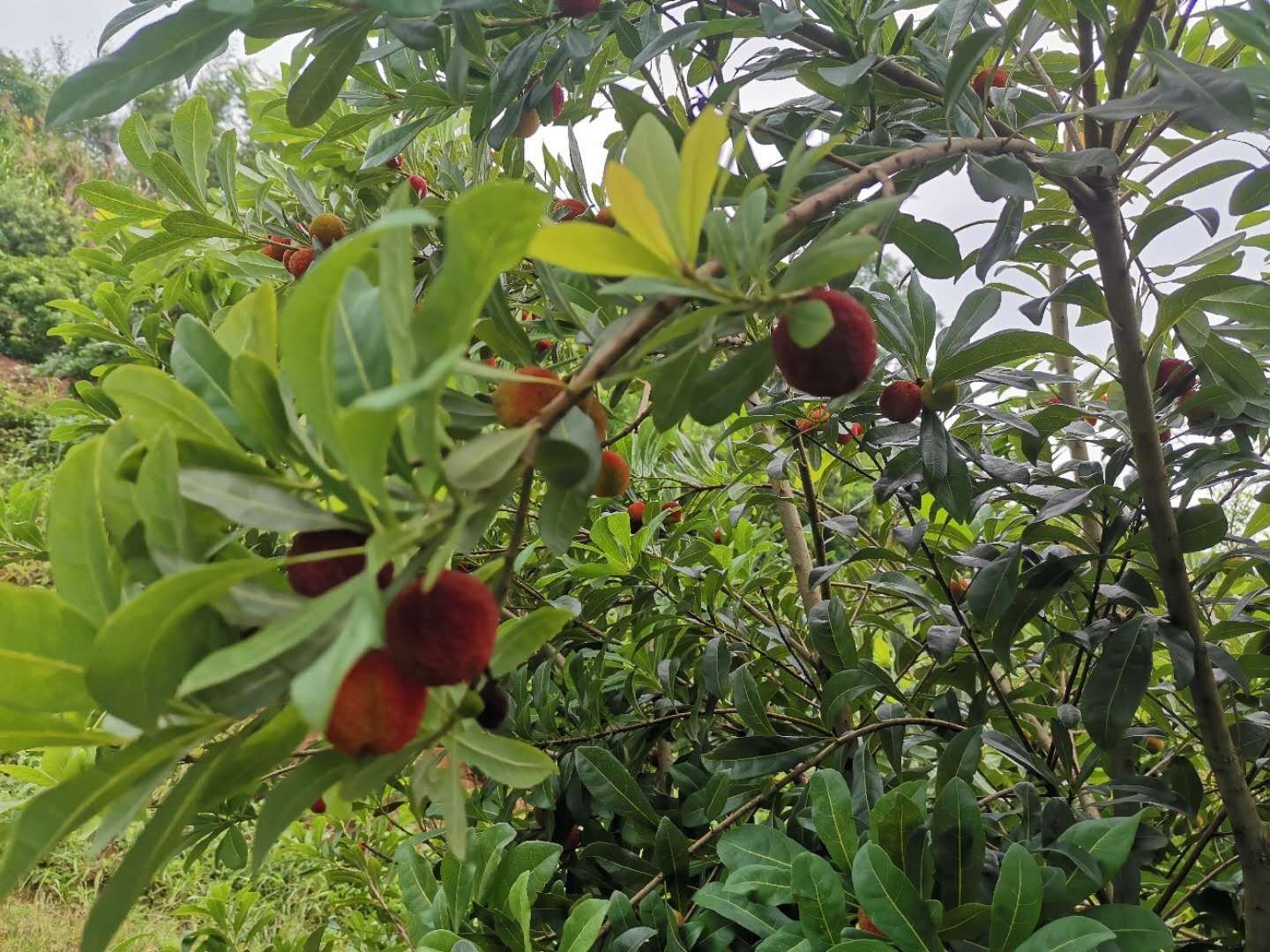 东魁杨梅成年结果树