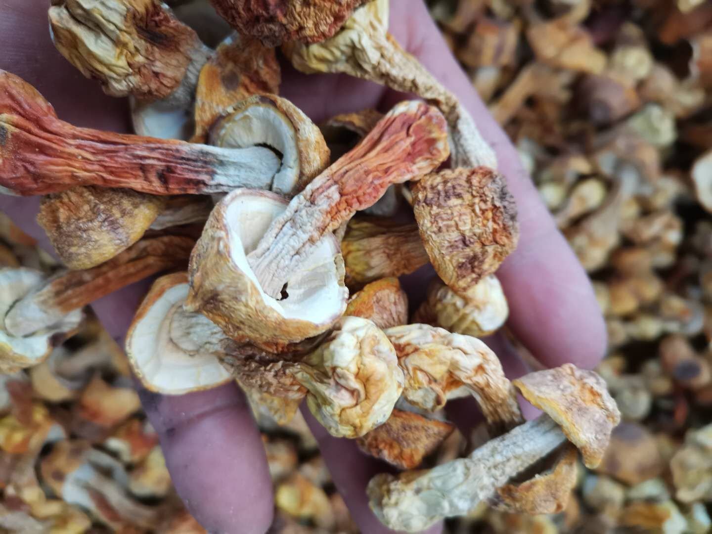 姬松茸炖牛肉的食材准备图