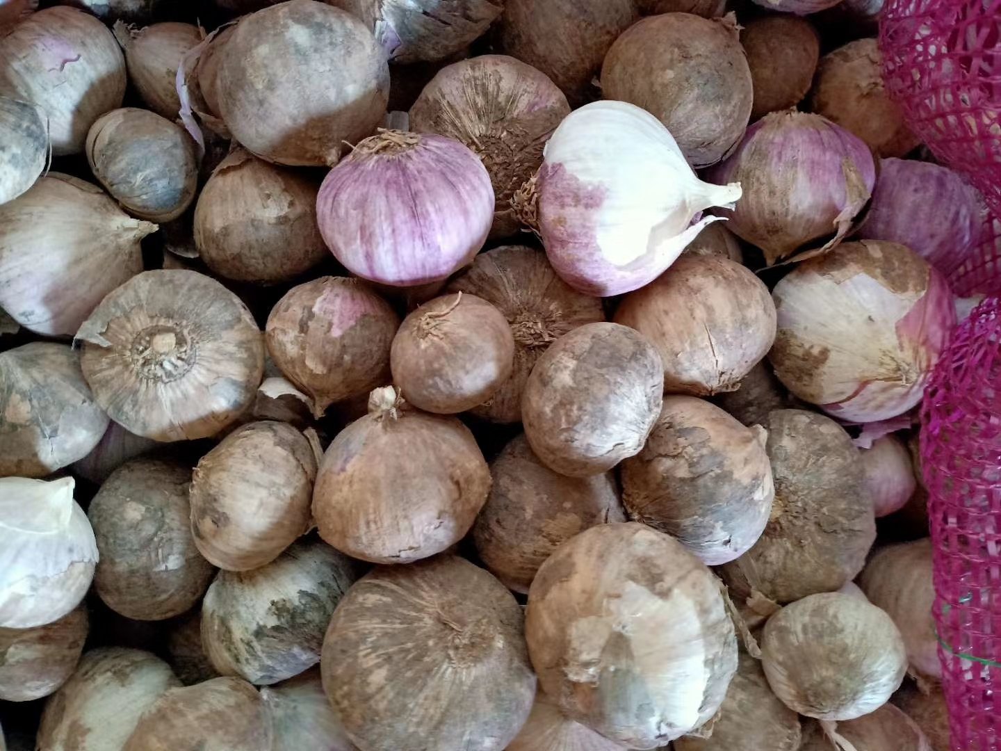 独头蒜市场价格对比图