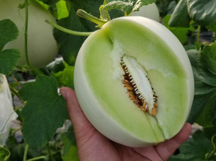 剖开的玉菇甜瓜横截面特写,清晰显示乳白色薄皮(厚度约1-2毫米)、半透明凝脂状果肉、中心腔室及黑色种子;刀具正在将果皮与果肉分离,展示其结构关系;背景为白色瓷盘,突出食物细节 切开的玉菇甜瓜展示果皮与果肉结构