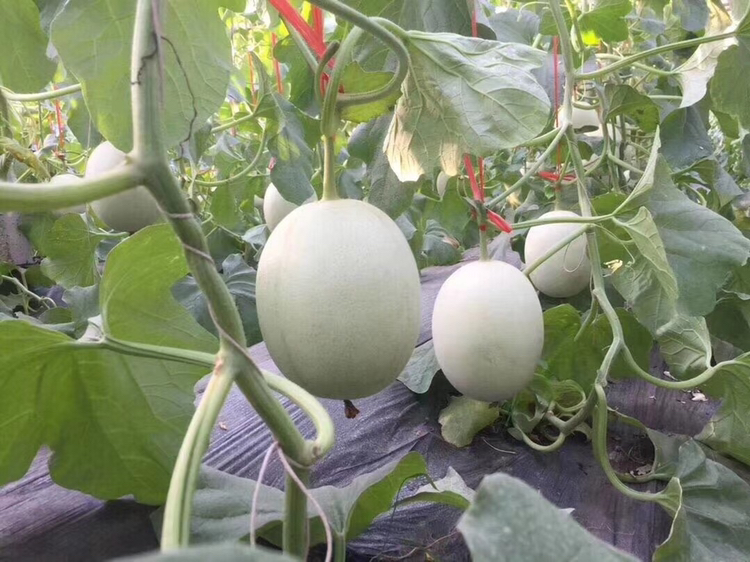 一片现代化大棚内的玉菇甜瓜种植基地,藤蔓匍匐生长,绿色叶片间挂着多个成熟待采的椭圆形玉菇甜瓜,表皮呈淡乳黄色,光滑细腻,农民正在弯腰检查果实成熟度,体现生态种植环境 玉菇甜瓜种植场景