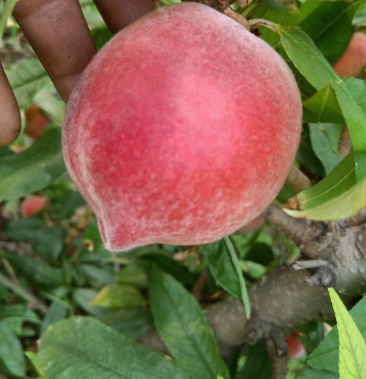 00元/斤 - 一亩田