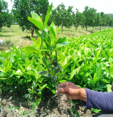 栀子花苗中叶栀子苗小叶栀子苗雀舌栀子苗大叶栀子苗
