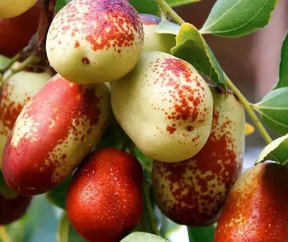 长枣特写展示其果形修长、颜色红润的特征