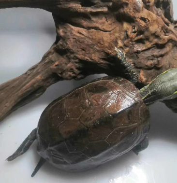 银线母龟乌龟观赏龟活体龟蛋