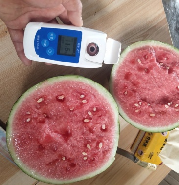 [美都西瓜批发]大棚头茬无籽美都,皮薄,嚷红,糖度高.价格1.