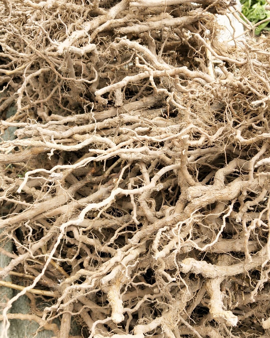 枸杞根野生农民自己采摘无硫