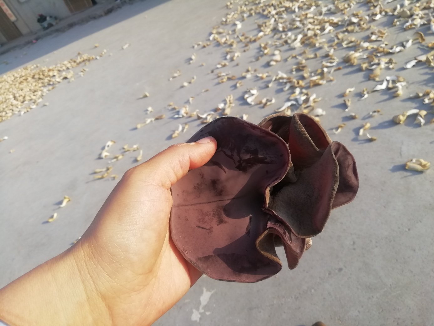高清特写:左侧为掰好的松花菜小朵(带短嫩茎,表面干燥无水光),右侧为冰水浸泡后沥干的黑木耳片(耳片卷曲有弹性,边缘微翘,无黏连水渍);背景为白色瓷盘与竹制沥水架,体现洁净处理场景 松花菜与黑木耳预处理对比图