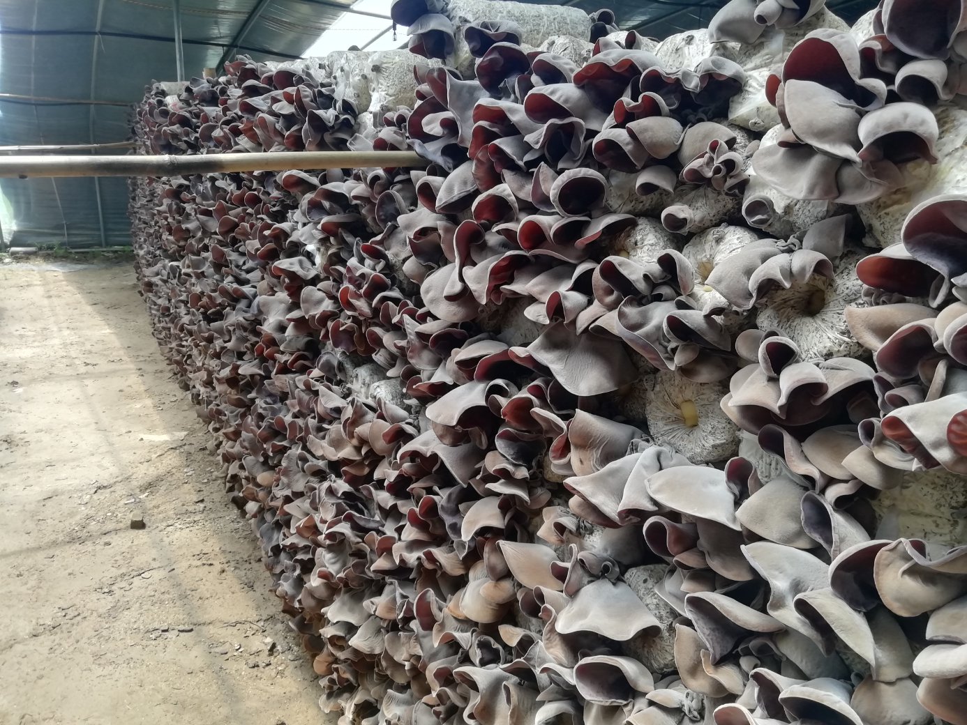 无菌操作台内场景:身着白大褂的技术人员佩戴口罩与手套,在超净工作台紫外灭菌后,使用接种环从母种斜面挑取少量健壮菌丝,在新鲜PDA平板上进行四区划线纯化;背景可见恒温培养箱、生物安全柜及贴有‘毛木耳-AuP-202405’标签的菌种试管,体现标准化菌种保藏与扩繁流程 专业实验室中技术人员进行毛木耳菌种纯化与平板划线操作