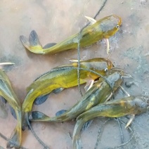 黄颡鱼出售