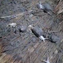 江苏白玉蜗牛养殖基地专业种蜗培育