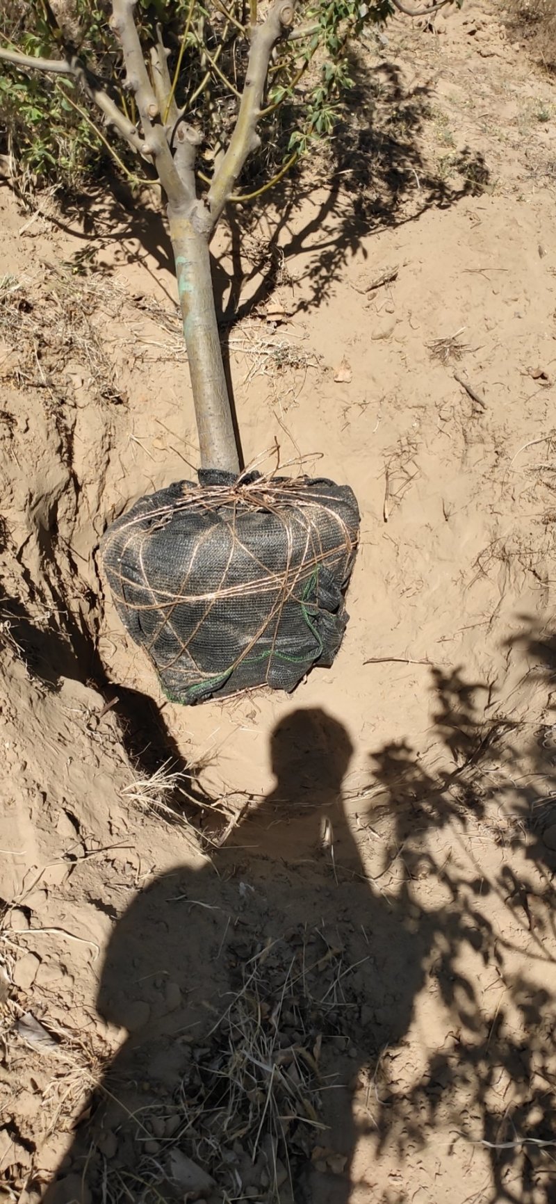 海棠树苗,小苗大树齐全,不怕便宜的点进来