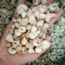蜗牛壳正品保证质量无理由退货退款优质正品货