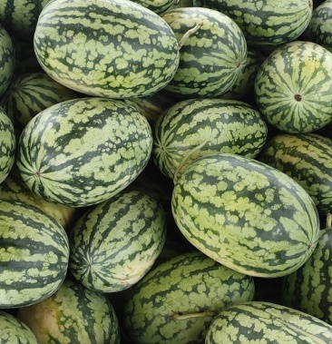 [黑美人西瓜批发]大量供应黑美人,绿裳大瓜价格0.40元/斤 - 一亩田