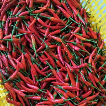 红米椒