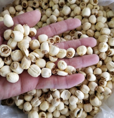 中药莲子莲子产地直销