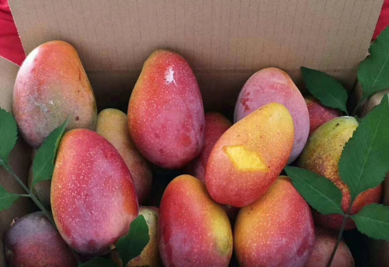 一个拆开的快递纸箱,里面摆放着五六颗贵妃芒,其中三颗果实表面有明显黑色斑点和皱缩现象,箱底有少量果渍残留,反映运输过程中的损坏情况 一箱打开的快递纸箱内装有多个表面带黑斑的贵妃芒