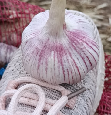 [大蒜批发]太空蒜价格1.50元/斤 - 一亩田