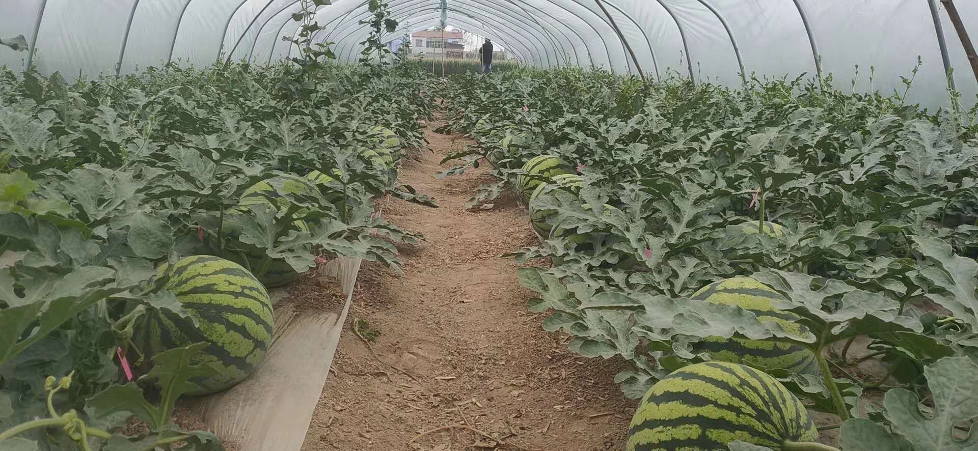 京欣西瓜春提早大棚定植现场