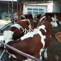 出售优质西门塔尔种牛，西门塔尔优质肉牛犊