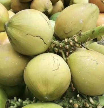 海南本地万宁椰子.