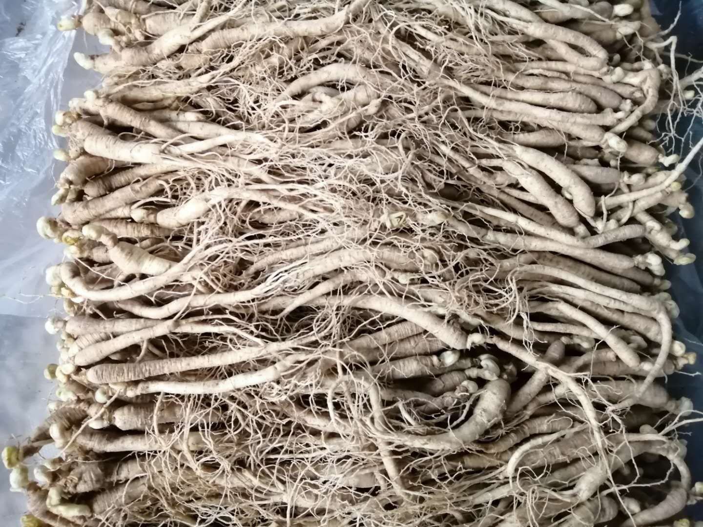 人参干燥过程示意图