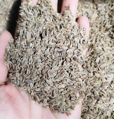 [七里香批发]千里香香料 莳萝籽黄金桂调味品川菜卤味火锅底料 味道