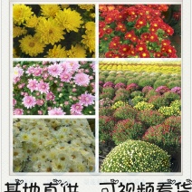 地被菊—穴盘基质扦插苗，可视频看货，产地直供，可线上交易