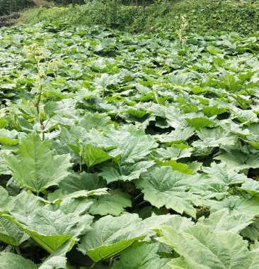 恩施土大黄苗马蹄大黄种芽种根中药材苗