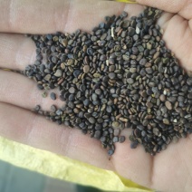 黄芪种子（铁芪）棉芪）保证发芽率！有大货您不来问问怎么知