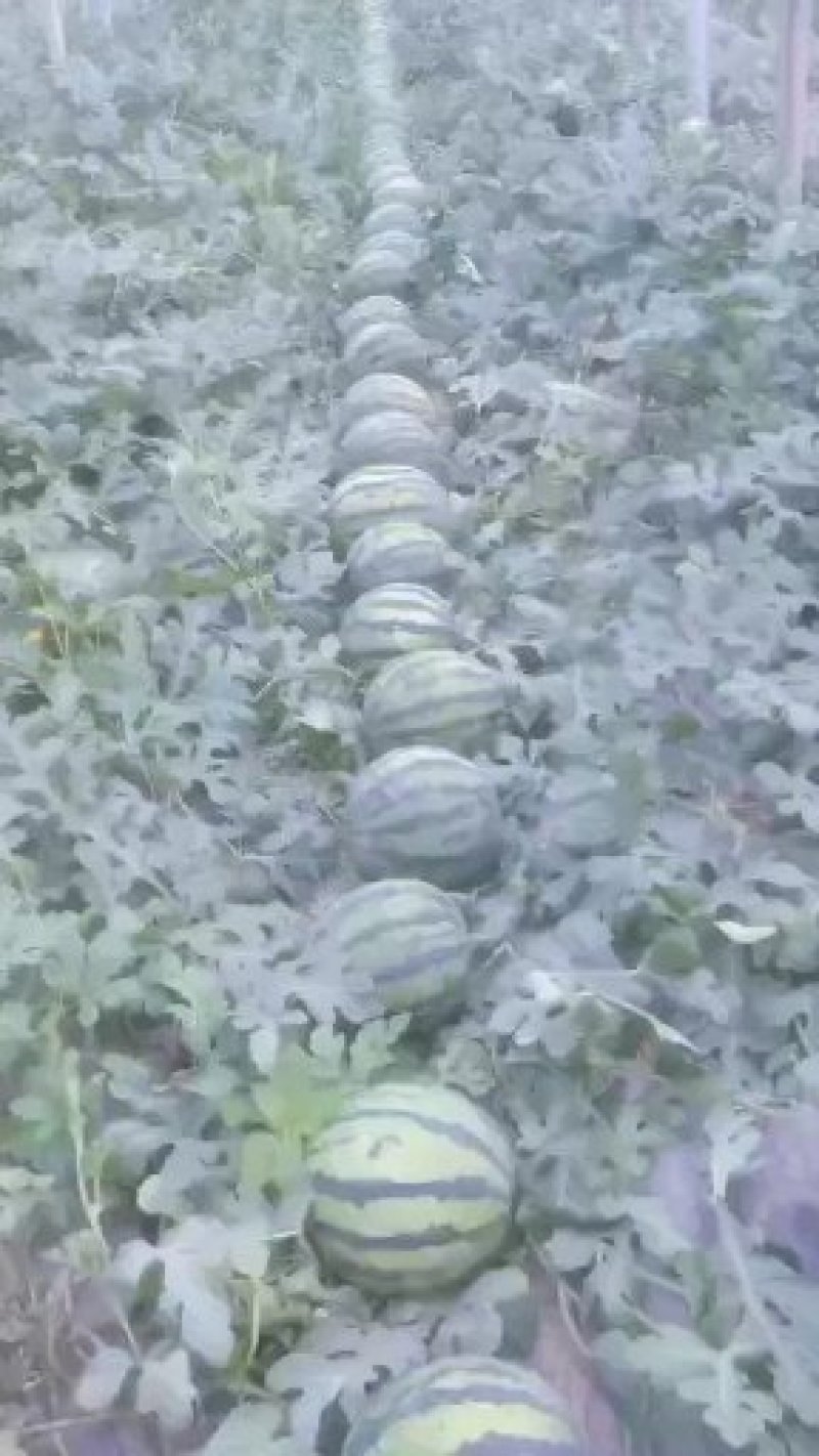 甜王京欣西瓜大量上市熟度十成八斤到十五斤.