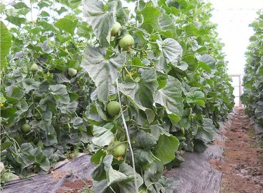 绿宝甜瓜成熟果实特写