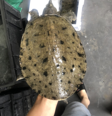 [鳖批发]花鳖 cb 3360 288价格60.00元/斤 - 一亩田