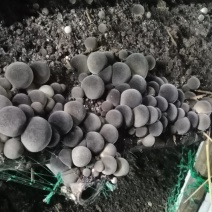 大量出售草菇