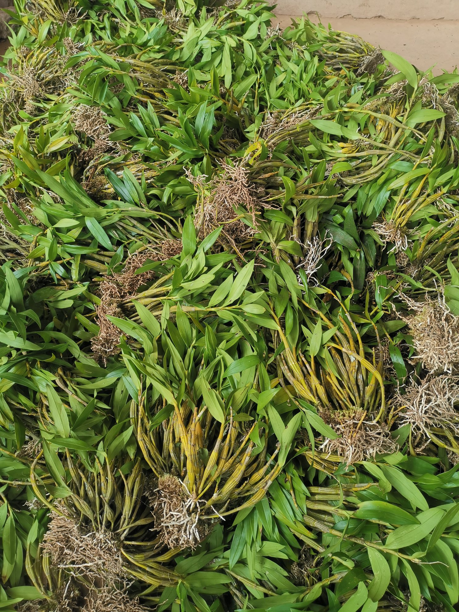 富强生态农业生态正宗霍山石斛风斗品质好品感佳